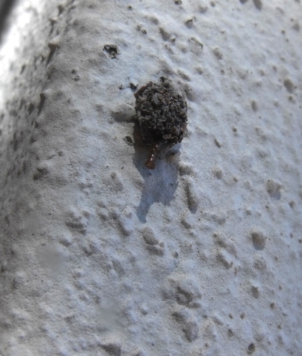 Strana celletta da ID (Anthidiellum strigatum)